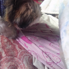 おもちゃに必死なまーちゃん。の画像