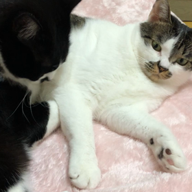 ぶしクンクンの画像