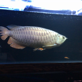 ★モンスターアロワナ★の画像