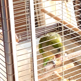 セバスの変わった遊び方！？の画像