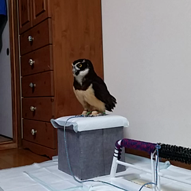 何か気になるの画像