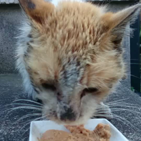 その後のブチの画像