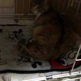 華音の出産が始まりました！の画像