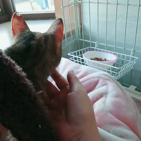 ”お城明け渡しの儀”の画像