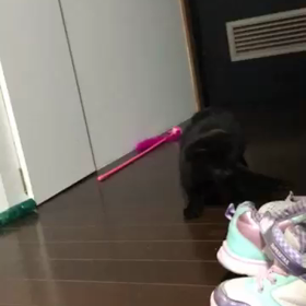 ぷぅくんの画像