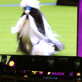 ドッグショー③の画像