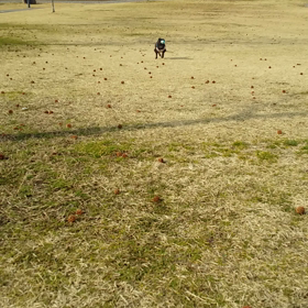 ミンラム別々散歩３連動画の画像