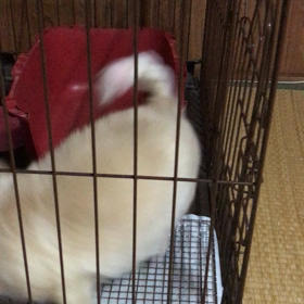 ハナが我が家にやってきて、まる５年になりました！の画像