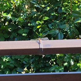 赤とんぼ♪の画像