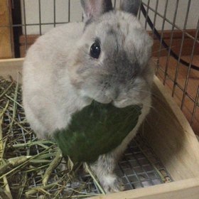 おやすみモード、銀ちゃんの日常。の画像