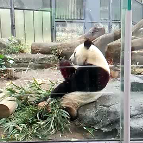 かわいい動画の画像