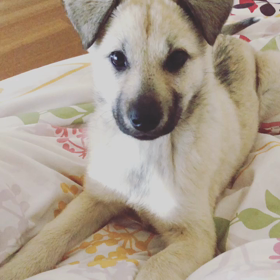 甘えん坊で食いしん坊。の画像