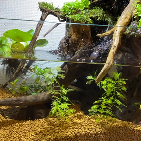 水滴にはまる。の画像