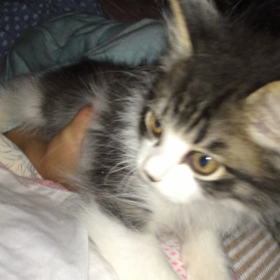 やんちゃ子猫ちゃん♡動画の画像