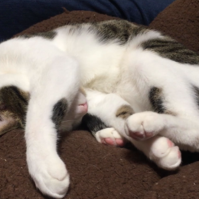 明日はスーパー猫の日！の画像