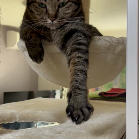 爪切りしていいの？？？？の画像