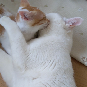 ロス 大丈夫か？！の画像