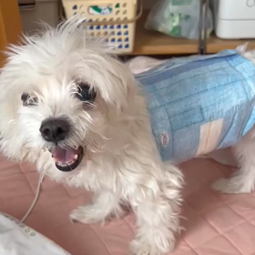 チー太が入院しましたの画像