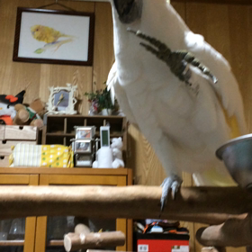 お返事できるよの画像