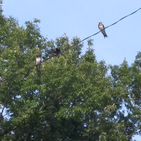 つばめの観察日記65日目(^-^)追記1の画像