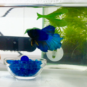 キラ&ナイト餌くれダンスの画像