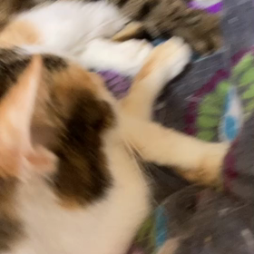 三毛猫好き？の画像