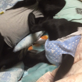 ナツアキ12日目の画像