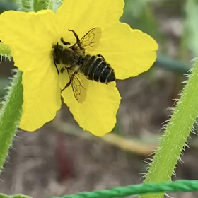 晴れたと思ったら、蜂蜜達が来とった。。。(*^^*)の画像