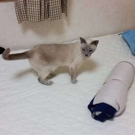 お兄ちゃんのベッドで…の画像