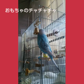 チャチャチャの画像