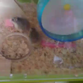 癒されて下さい。の画像