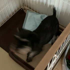 避妊手術に行く為に！の画像