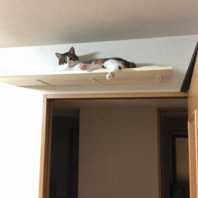 8月の予定を頭に入れなくちゃ。何するにゃ？弟いらないにゃ！の画像