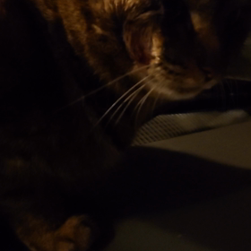 チーちゃん、その後②の画像