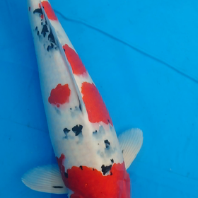 まだまだ、これからの画像