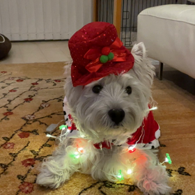 ピカピカこうちゃんの画像