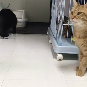 怖がりコナくんのレアな動く姿の画像