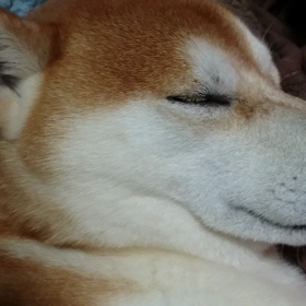 よく寝てますの画像