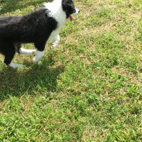 わんぱく兄弟の画像