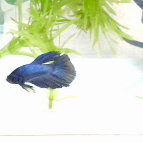 ベタ稚魚ナイト君華麗な泳ぎの画像