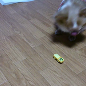 動くオモチャへの反応の画像