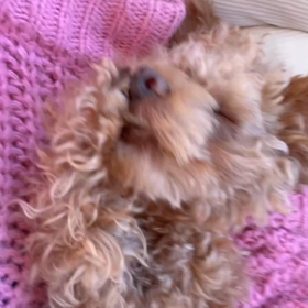 あたしの毎朝の画像