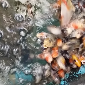 ちょうだいちょうだいの画像