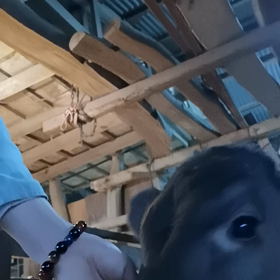 可愛い牛の画像