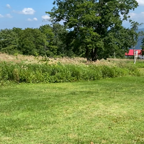 風に揺れるススキの群生の画像