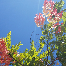 世界自殺予防の日の画像