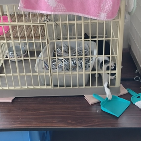 管理所　５匹　だんだん人馴れ中の画像