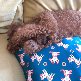 彩虹眷村を感じるお土産の画像