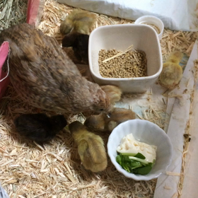 お豆腐デビューの画像