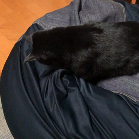 猫を虜にするソファーの画像